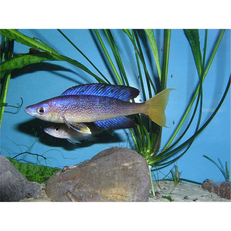 Cyprichromis microlepidotus bulu point - imagine 4